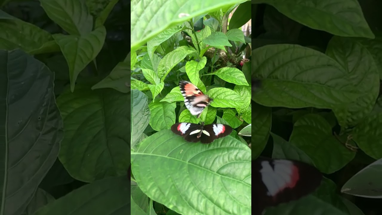 Butterfly friends