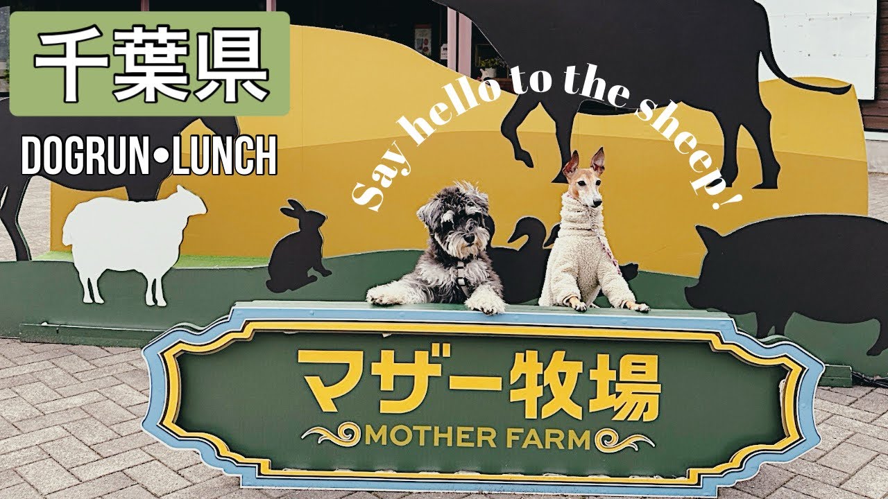 【千葉県】マザー牧場に愛犬とお出かけ/ドッグラン/初めての動物とご対面🐾