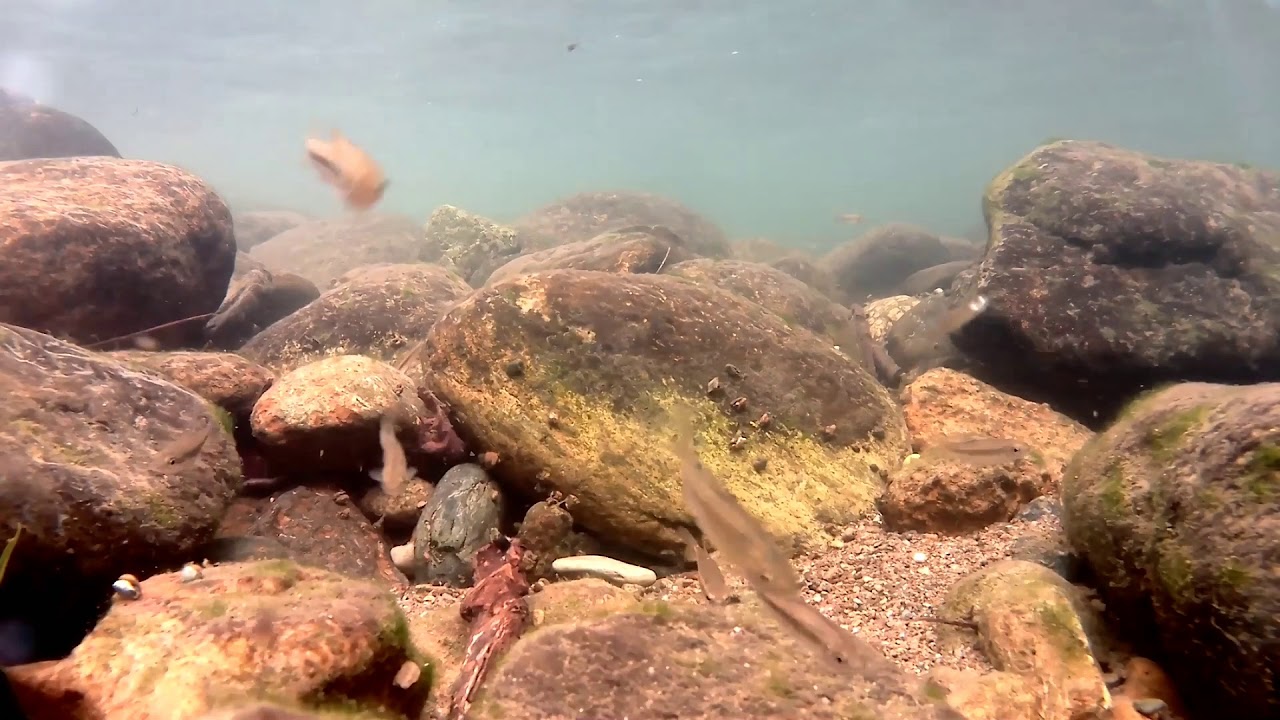 Torrente Ceronda   Ittiofauna a Druento 21 agosto 2019