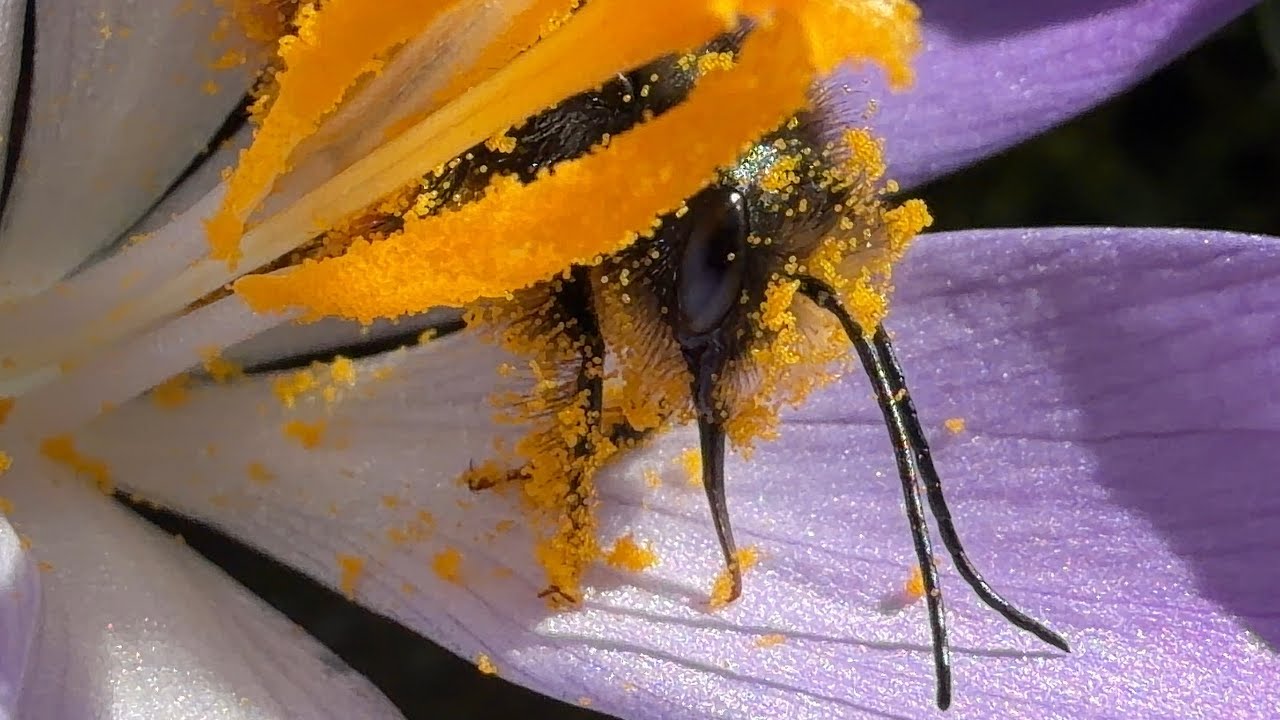 Frühling - und die Wild- und Honigbienen und die  Hummeln sind auch schon da