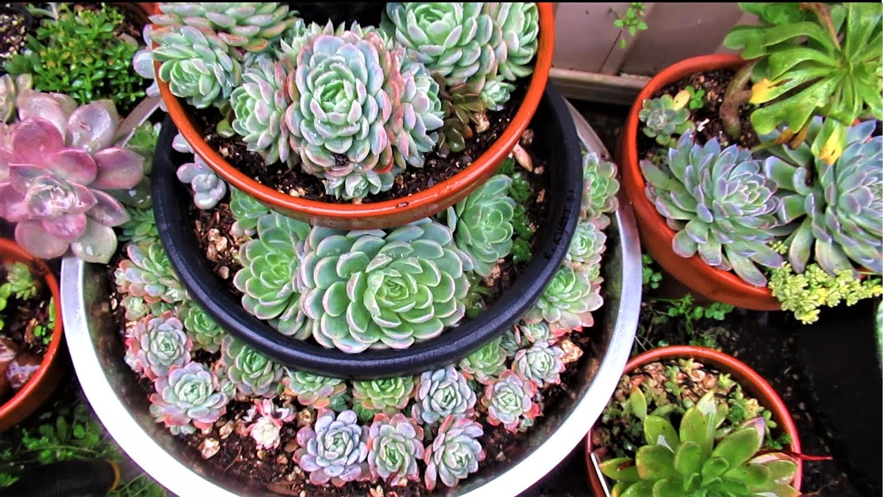 ECHEVERIA ELEGANS HYBRIDS | VLOG #77 Succulents & Coffee w/ Liz