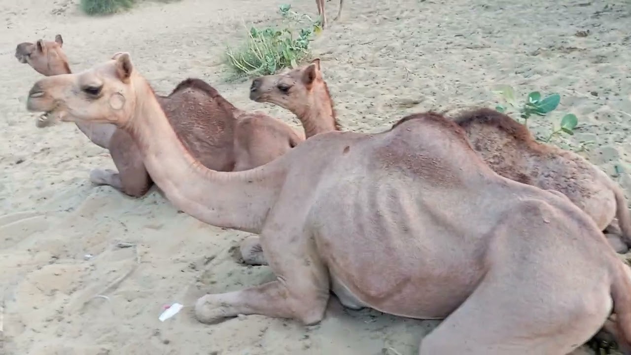 A Big Group of camels in desert Pakistan #animals #animals #camel #animalshorts 