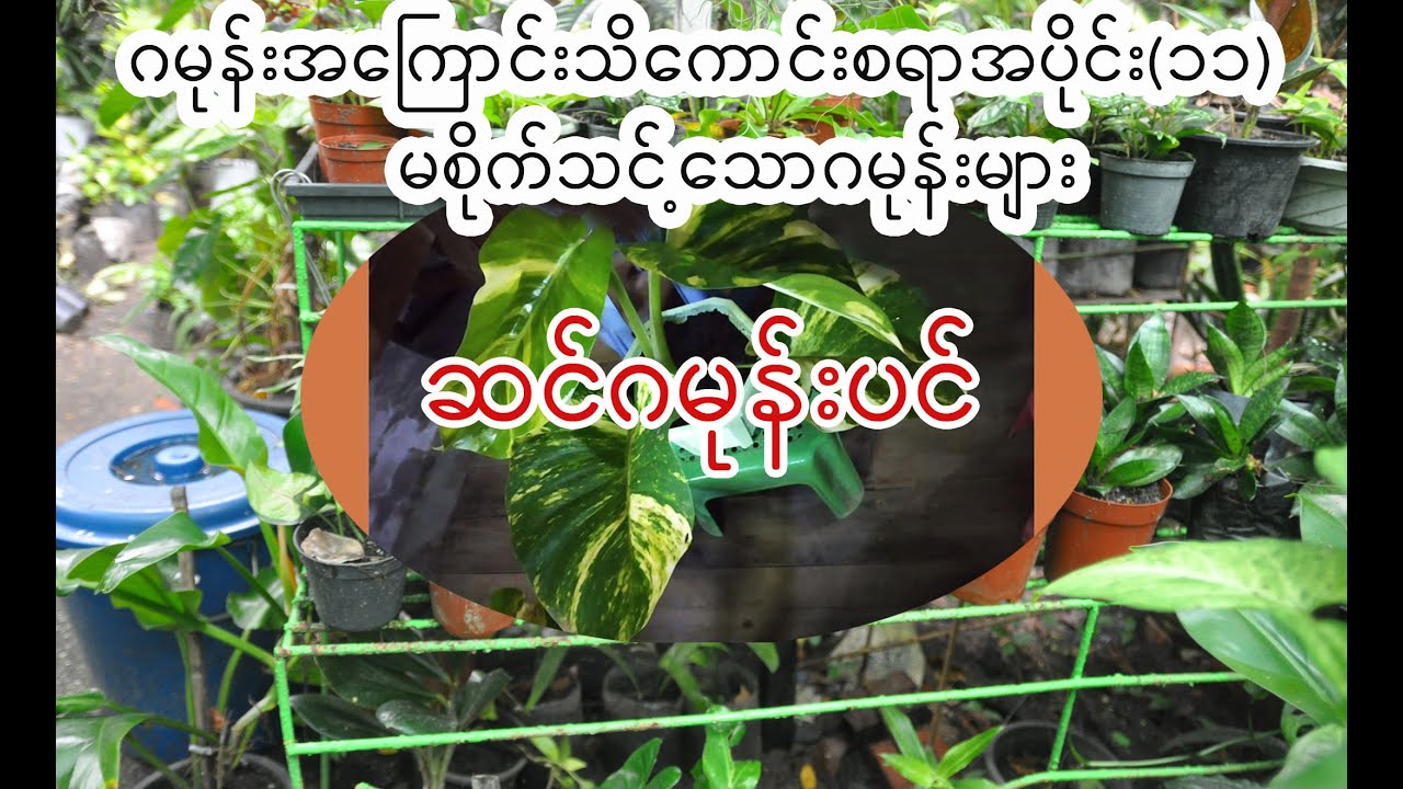 ဂမုန်းအကြောင်းသိကောင်းစရာအပိုင်း(၁၁) မစိုက်သင့်သောဂမုန်းများ(ဆင်ဂမုန်း)