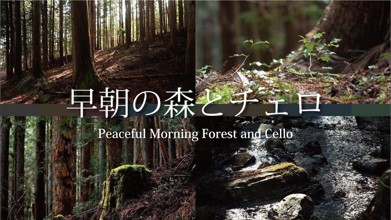 Раннее утро в лесу и целебная виолончель в Японии | целебная виолончель