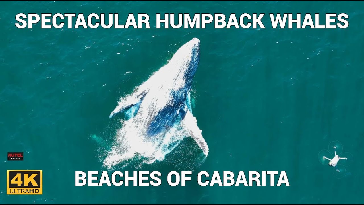 SPECTACULAR HUMPBACK WHALES & Beaches of Cabarita - 4K cinematic aerial drone tour footage