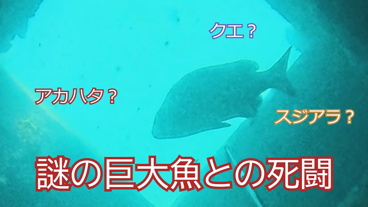 謎の巨大魚との死闘！！クエ？アカハタ？【魚突き】【素潜り】