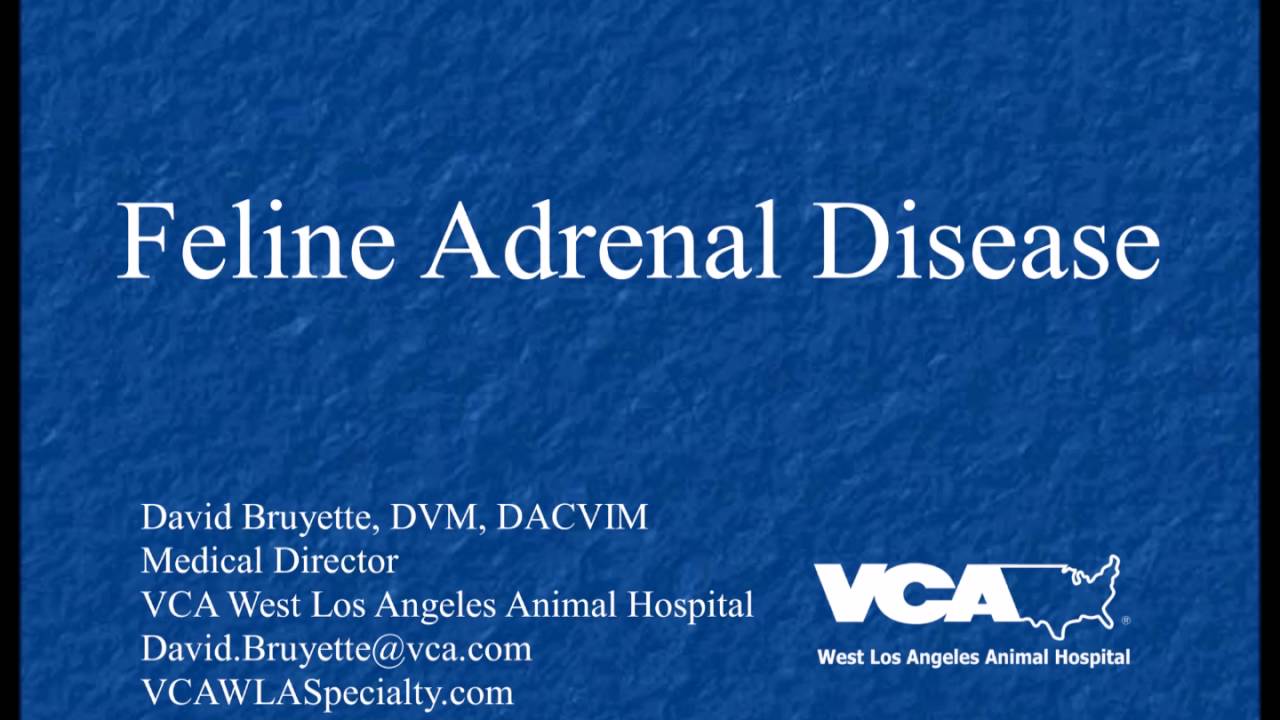 Feline Adrenal Disease (Podcast)