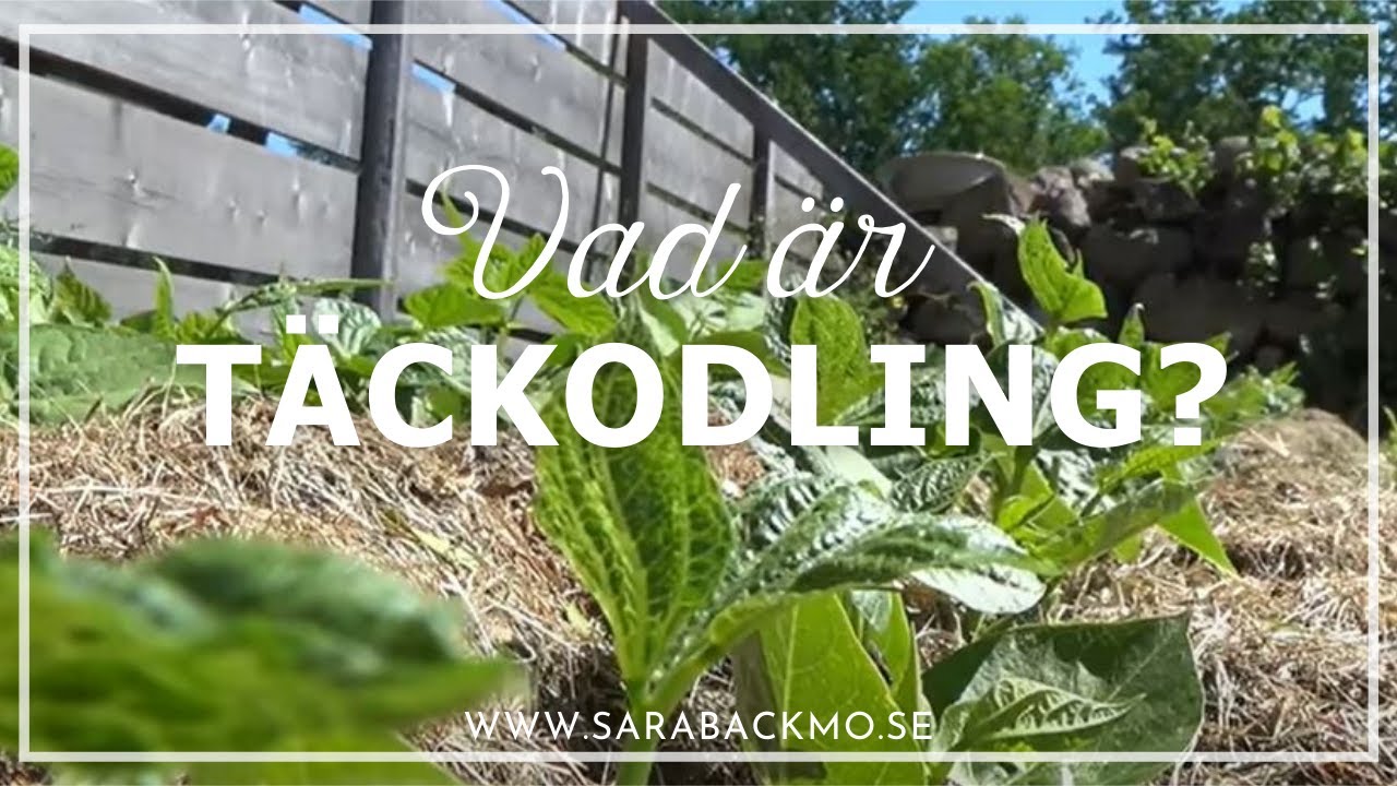 Vad är täckodling?