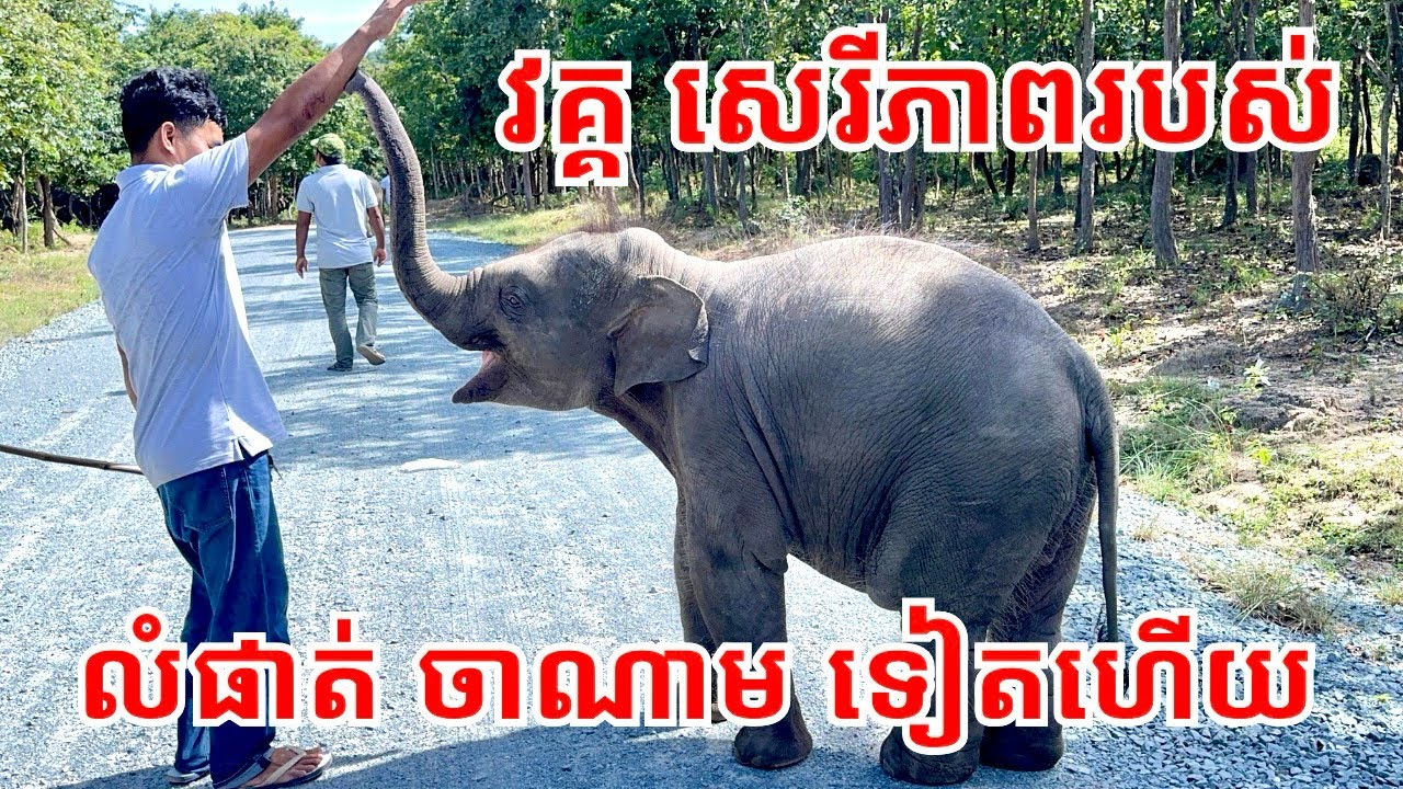 វគ្គសប្បាយៗ និងសេរីភាព របស់លំផាត់ និងចាណាម ហើយ 💚🐘🤝🐘💚