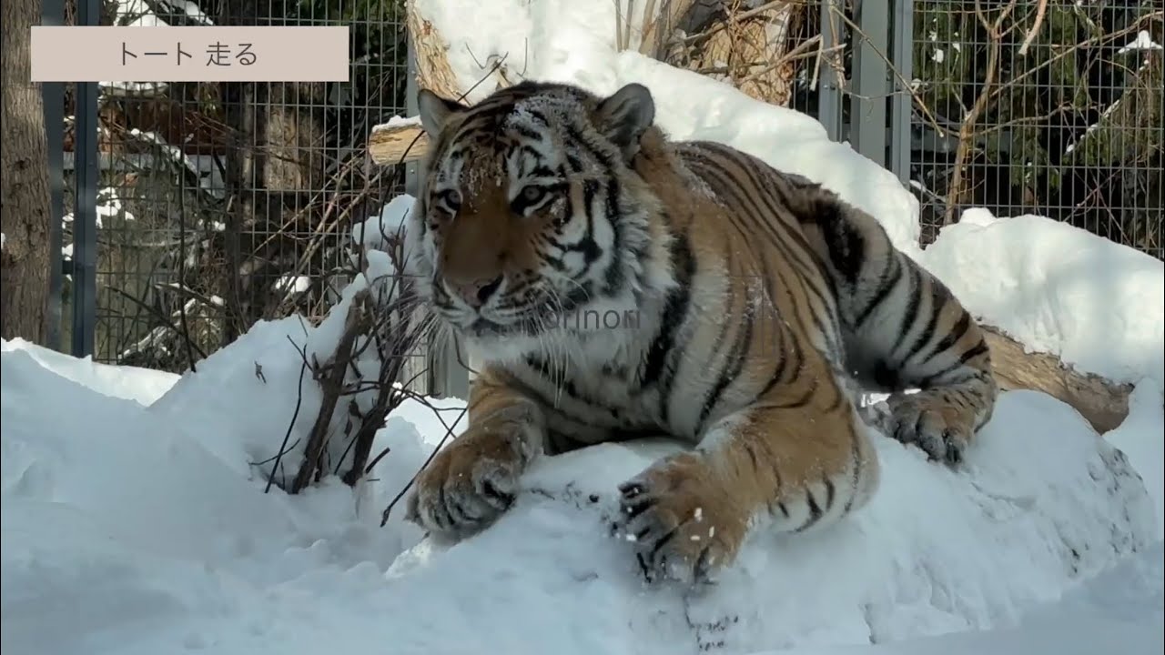 円山動物園アムールトラトート 雪滑りetc ユキヒョウヒカリ【寒帯館】