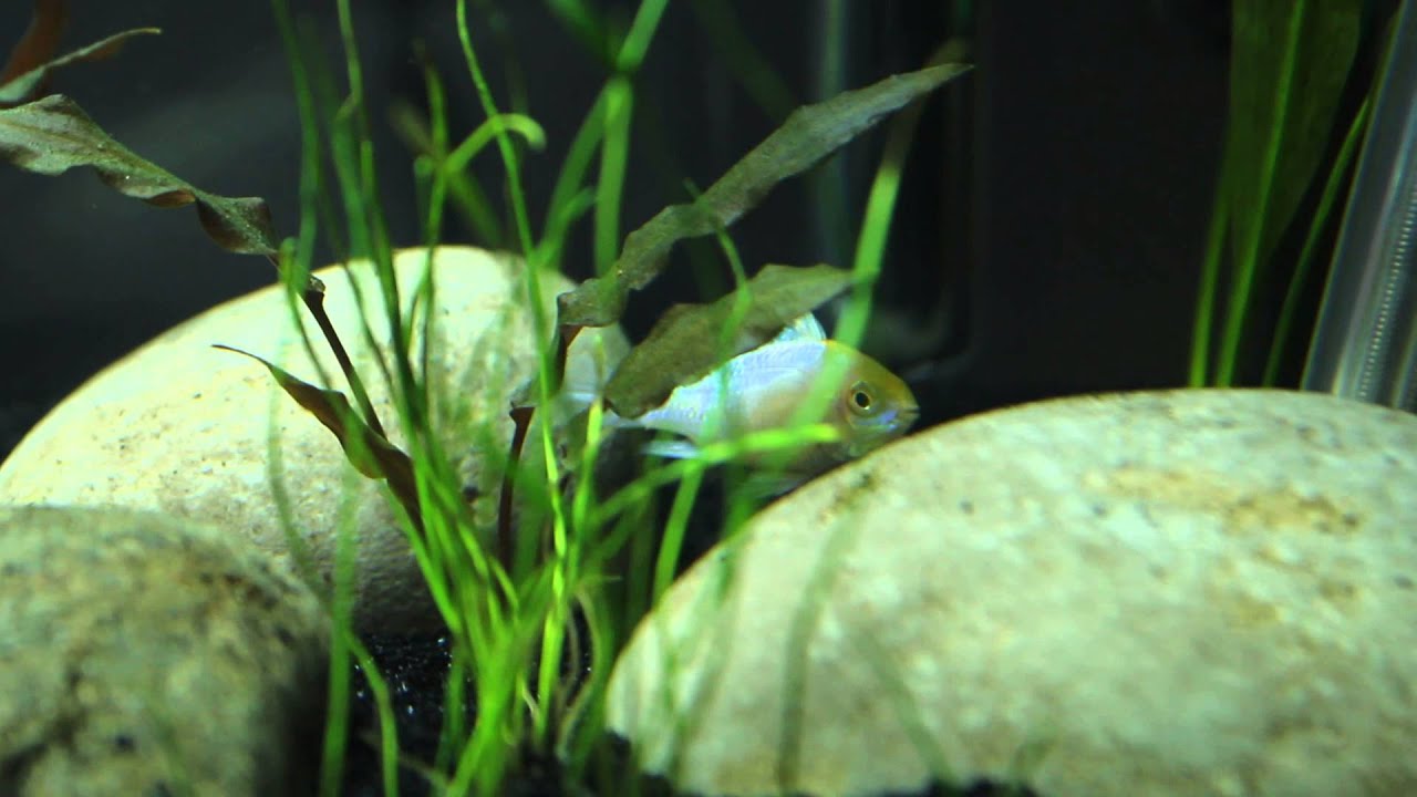 Breeding Mikrogeophagus ramirezi again!