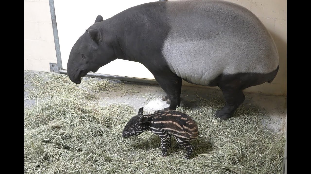 Baby Tapir Calf Born at Point Defiance Zoo