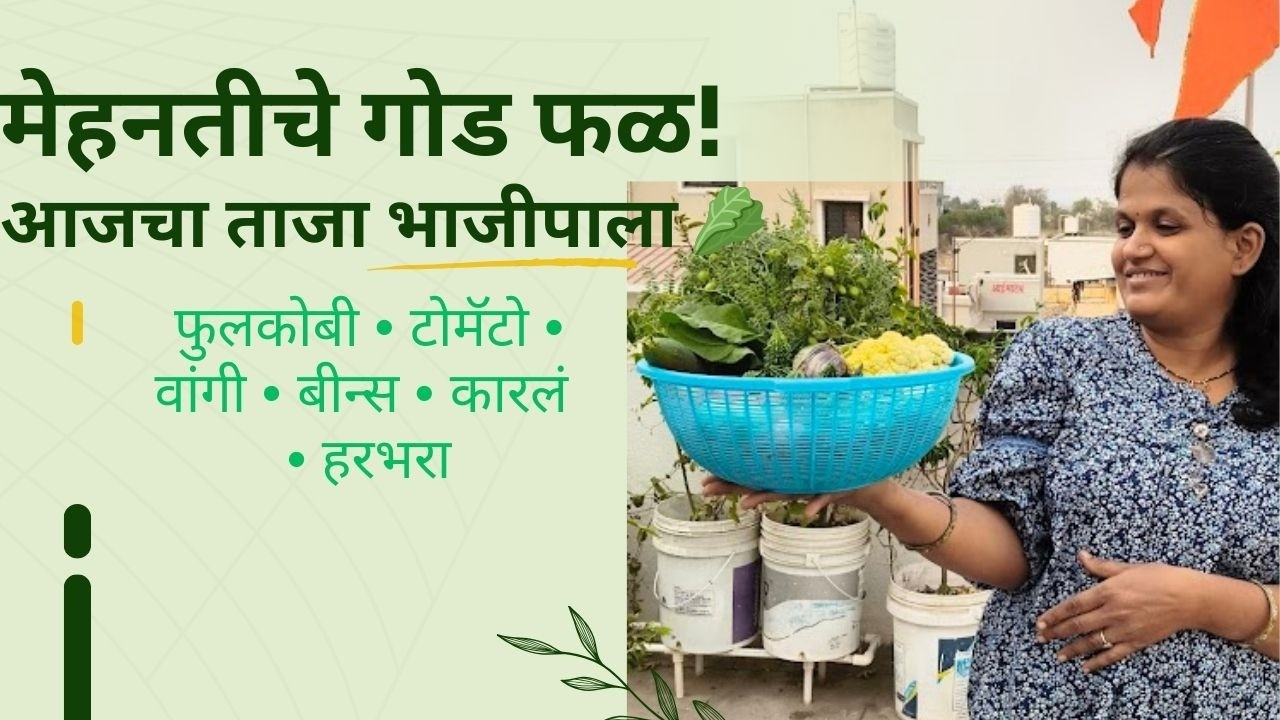 मेहनतीचे गोड फळ! 🌿🥬 | आजच्या ताज्या भाज्या | Aajachya Tajya Bhajya  Fresh Harvest from Terracegarden