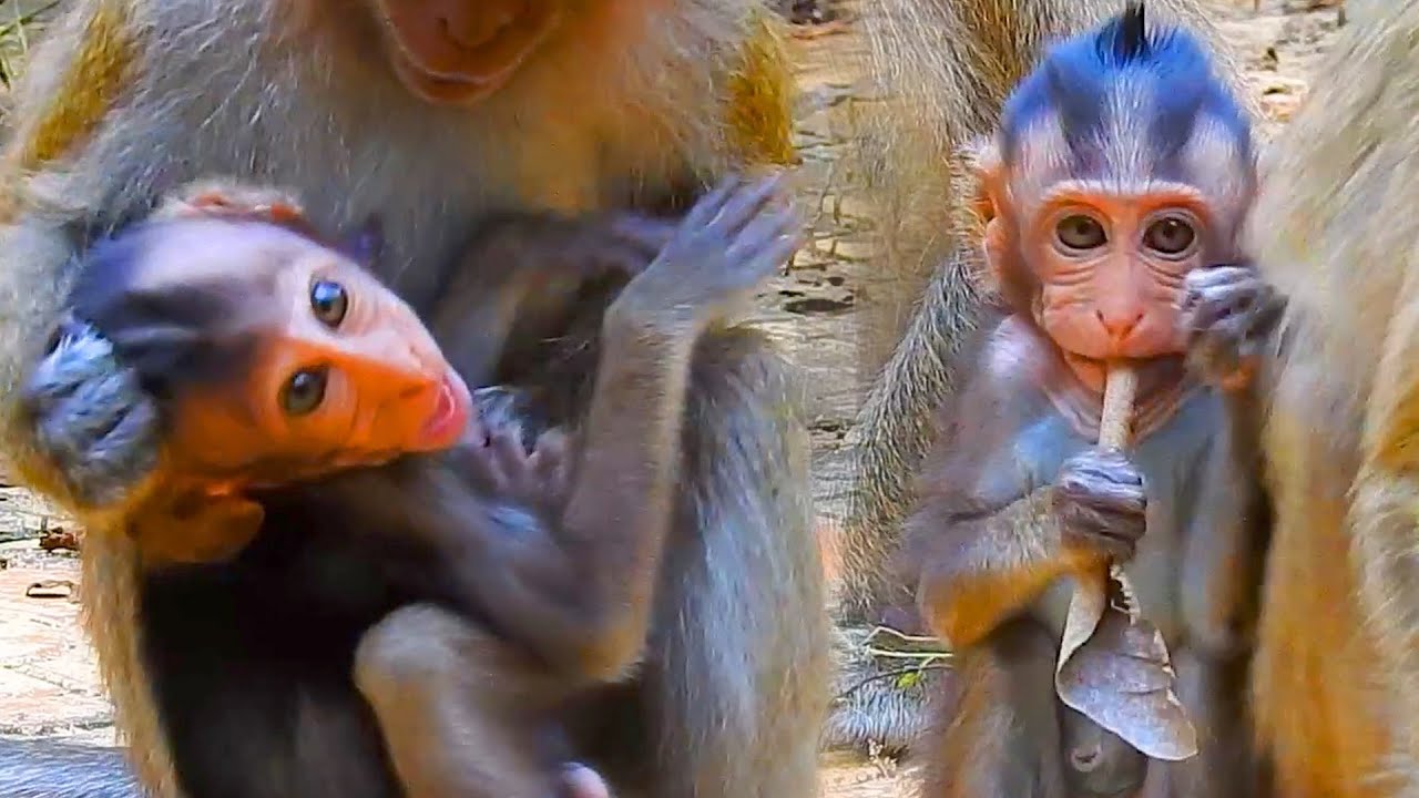 Baby monkey grabs Vegan baby