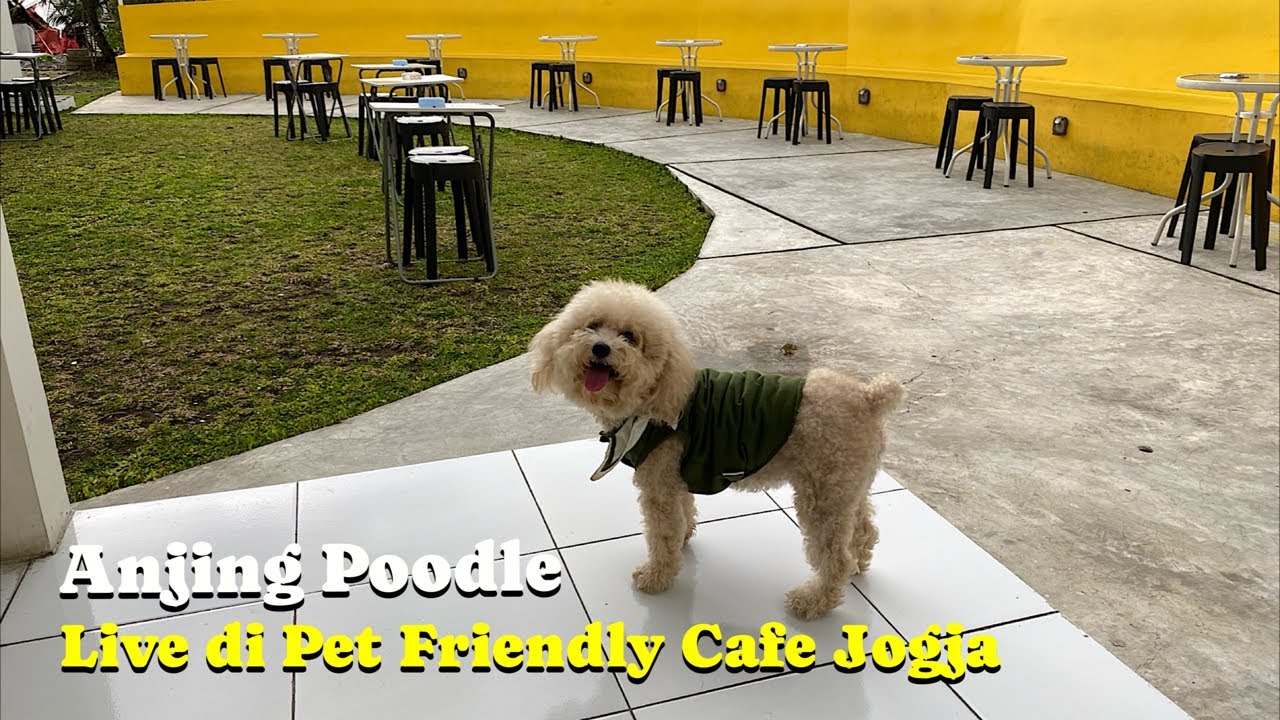 LIVE ANJING POODLE DI PET FRIENDLY CAFE JOGJA #anjinglucu #funnyanimals #petfriendlycafe
