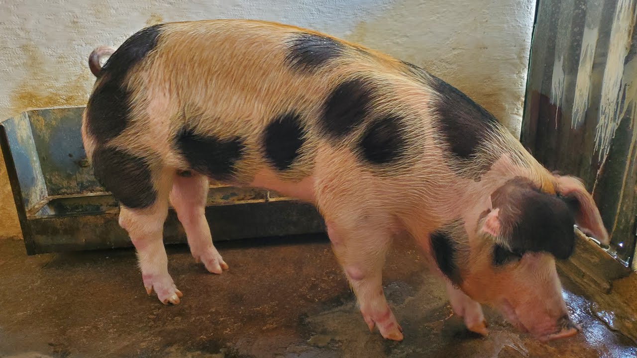 Cuánto DINERO se le saca VENDIENDO un CERDO de ENGORDA