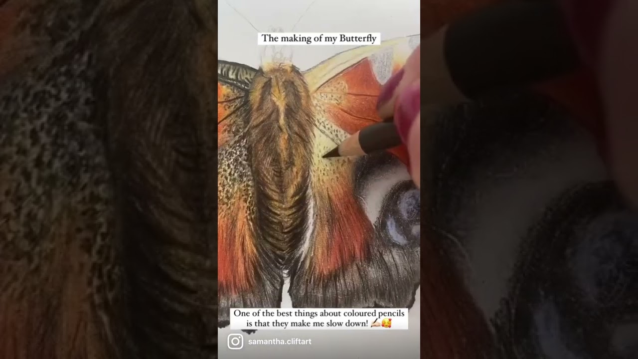 How I created a realistic butterfly in Coloured Pencils | Samantha Clift Art