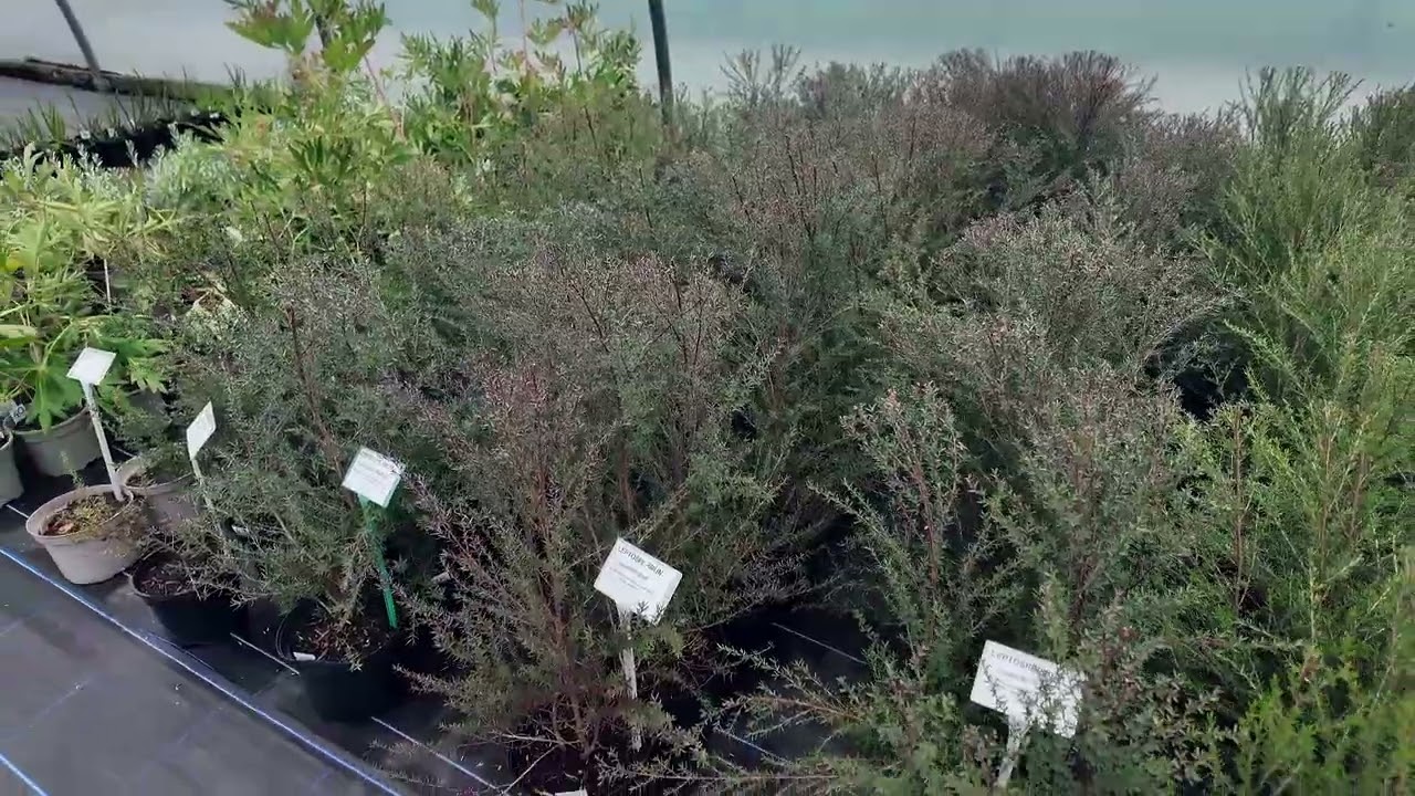 Leptospermum varieties at Burncoose