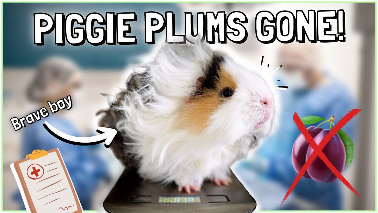 Nacho gets Neutered: Guinea Pig Castration Vlog!