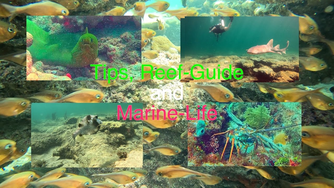 Lauderdale-by-the Sea: Tips for diving and snorkeling