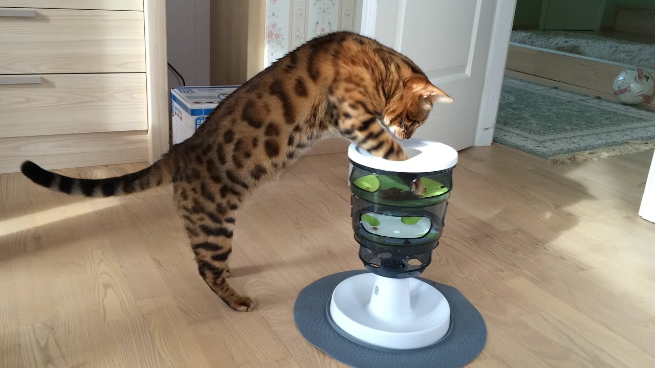 Mystic testing Cat It Design Senses food maze