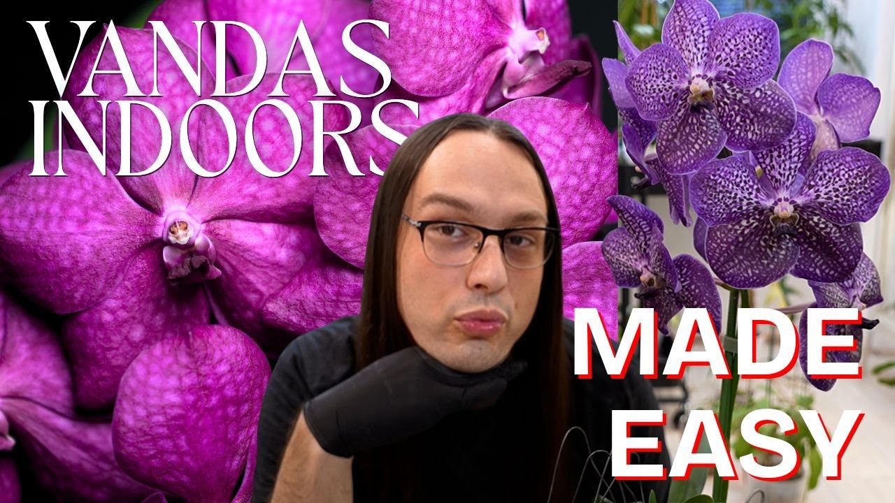 how I grow Vanda orchids in a regular home | in-depth care guide and my experience 🌸