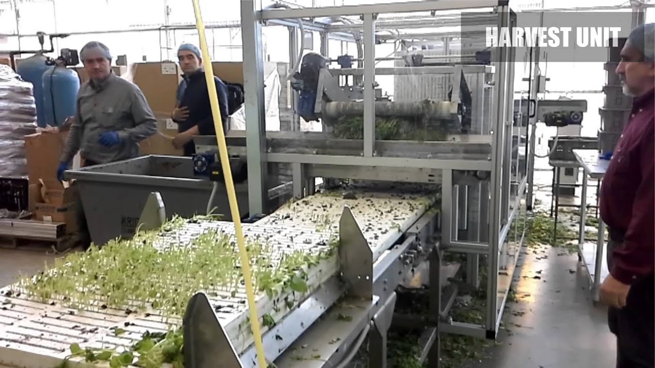 High Density Baby Greens Growing System