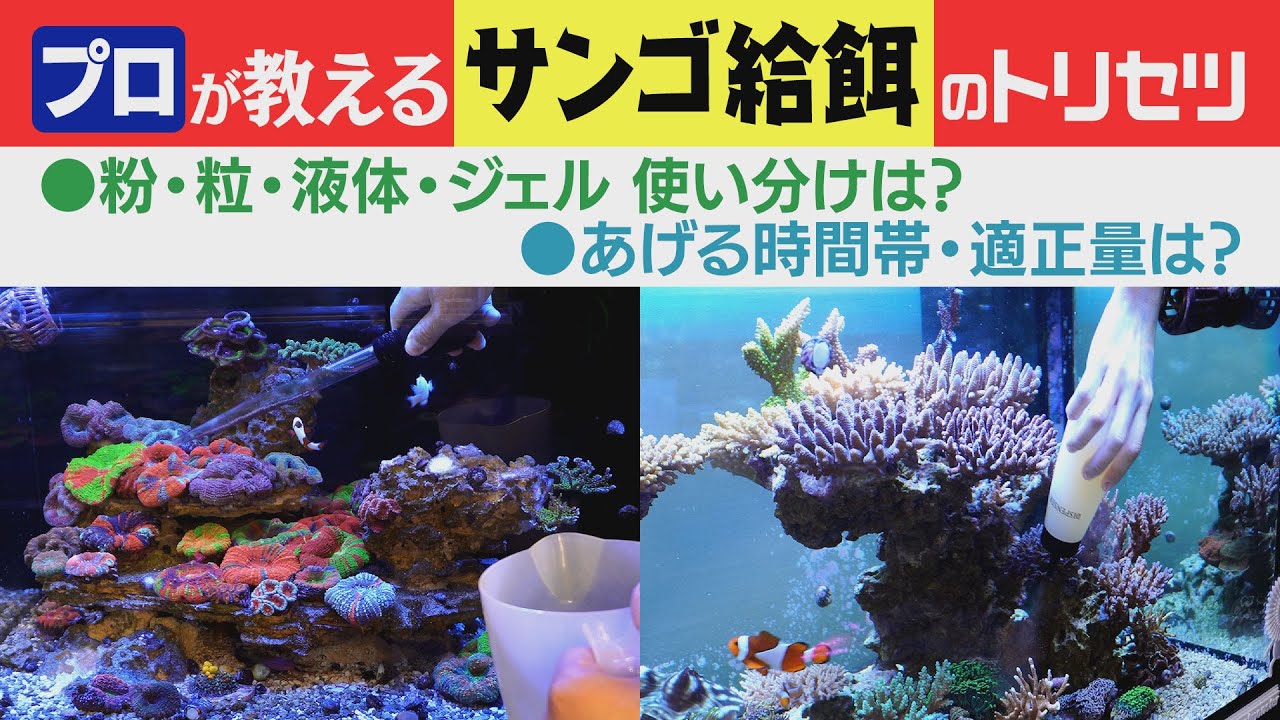 状態の良さは “エサ” にアリ！　エサ大全　《サンゴ水槽》【2023年3月号 vol.3】