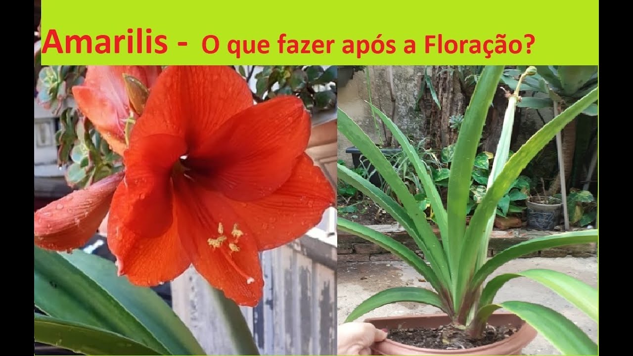 Amarílis manutenção após floração @Nossas Plantas