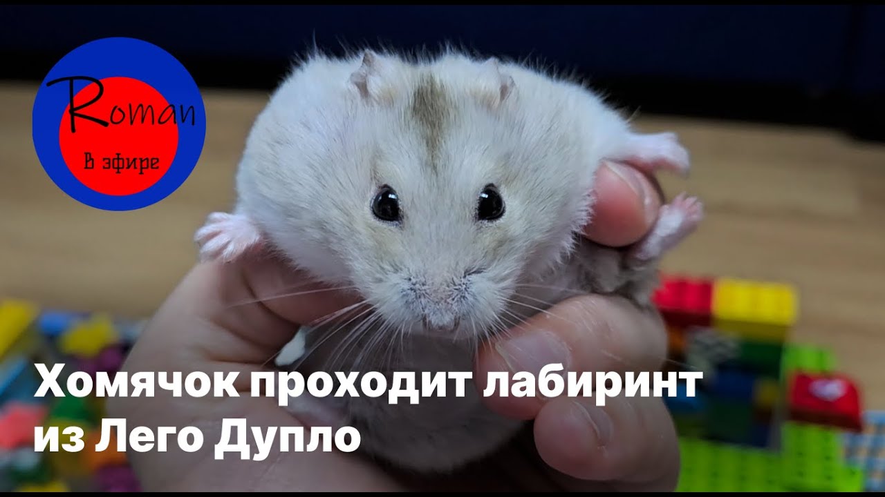 Хомяк проходит лабиринт из Лего Дупло. Видео для детей. Животные для детей. Хомяк. Hamster. 햄스터 미로