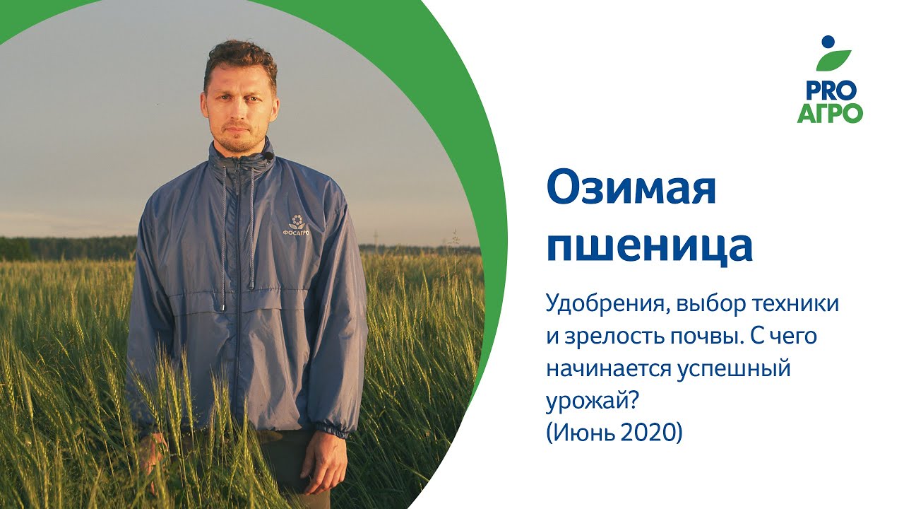 Озимая пшеница,удобрения,выбор техники,зрелость почвы.С чего начинается успешный урожай? (Июнь 2020)