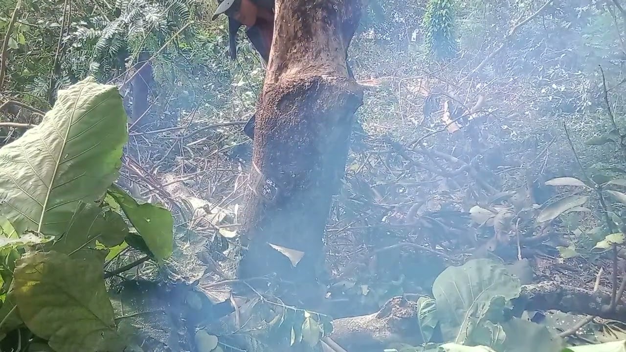 Prune and cut down big mango trees #everyone #mscs6500l #viralvideo #fyp #cainsauwmini