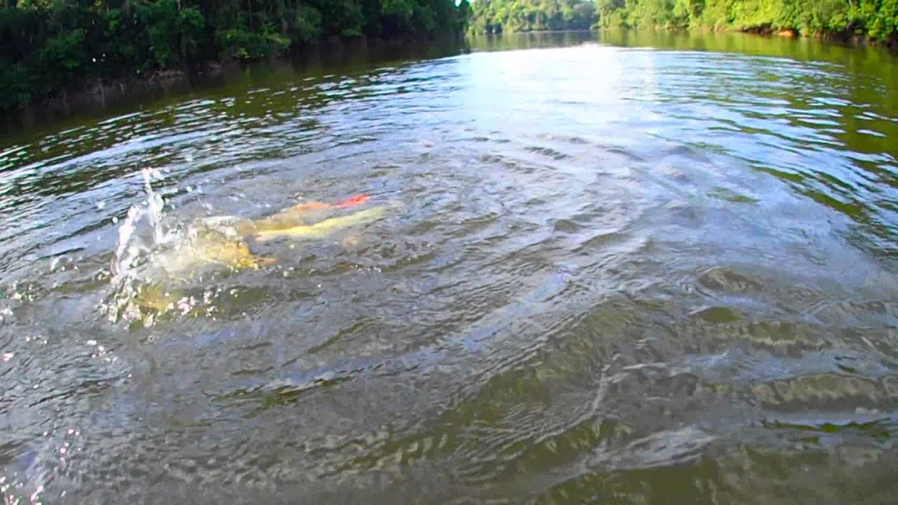 レッドテールキャットフィッシュ　Redtailcatfish in Guyana