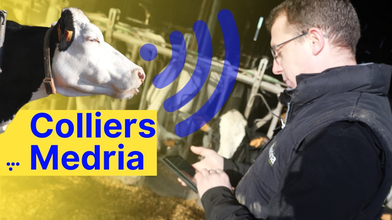 Equiper ses vaches en colliers Medria à quoi ça sert?