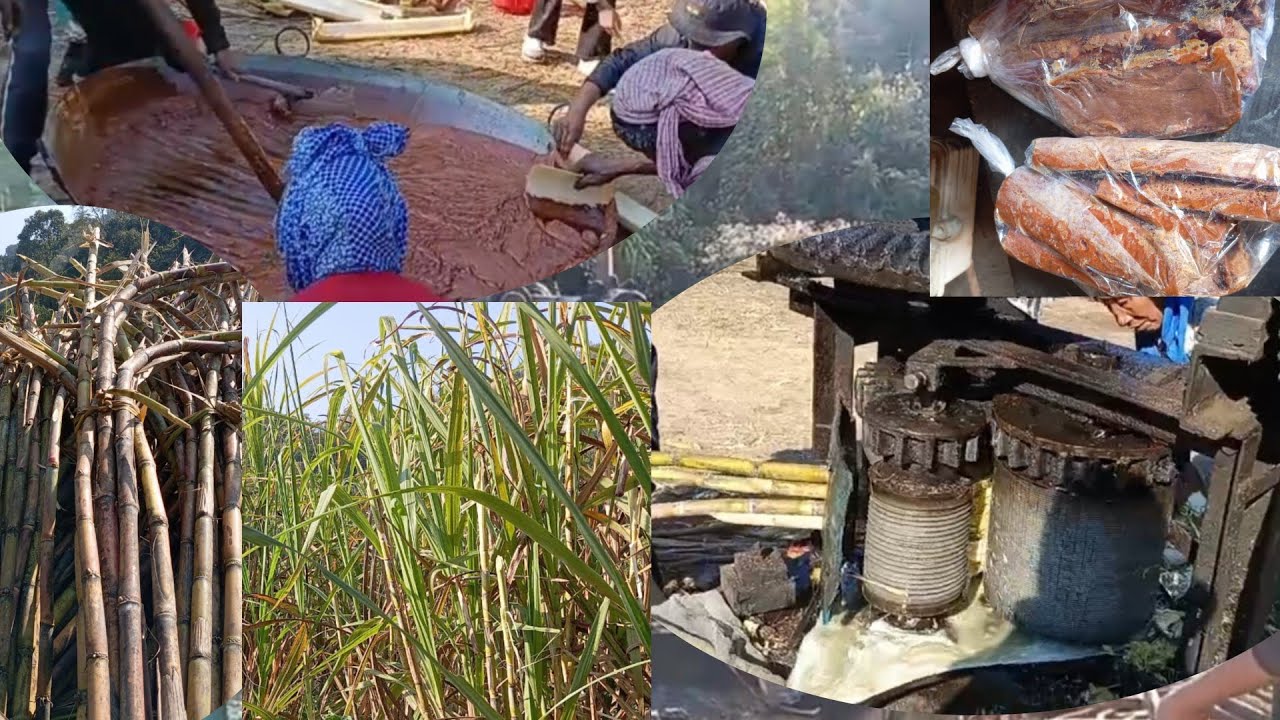 Process Of Making Jaggery(GUR)@PANGTI VILLAGE.. PURELY ORGANIC 