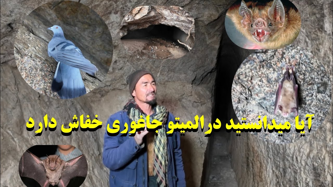 «غار تاریخی درمنطقه المیتو جاغوری»غاری که با کلنگ و قلم کنده شده وبیش از ۳۰ سال قدمت تاریخی دارد.