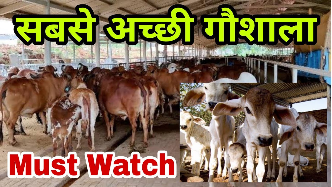 हरियाणा की सबसे बेहतरीन गौशाला - Well maintained Gaushala of Haryana #gaushala #haryana