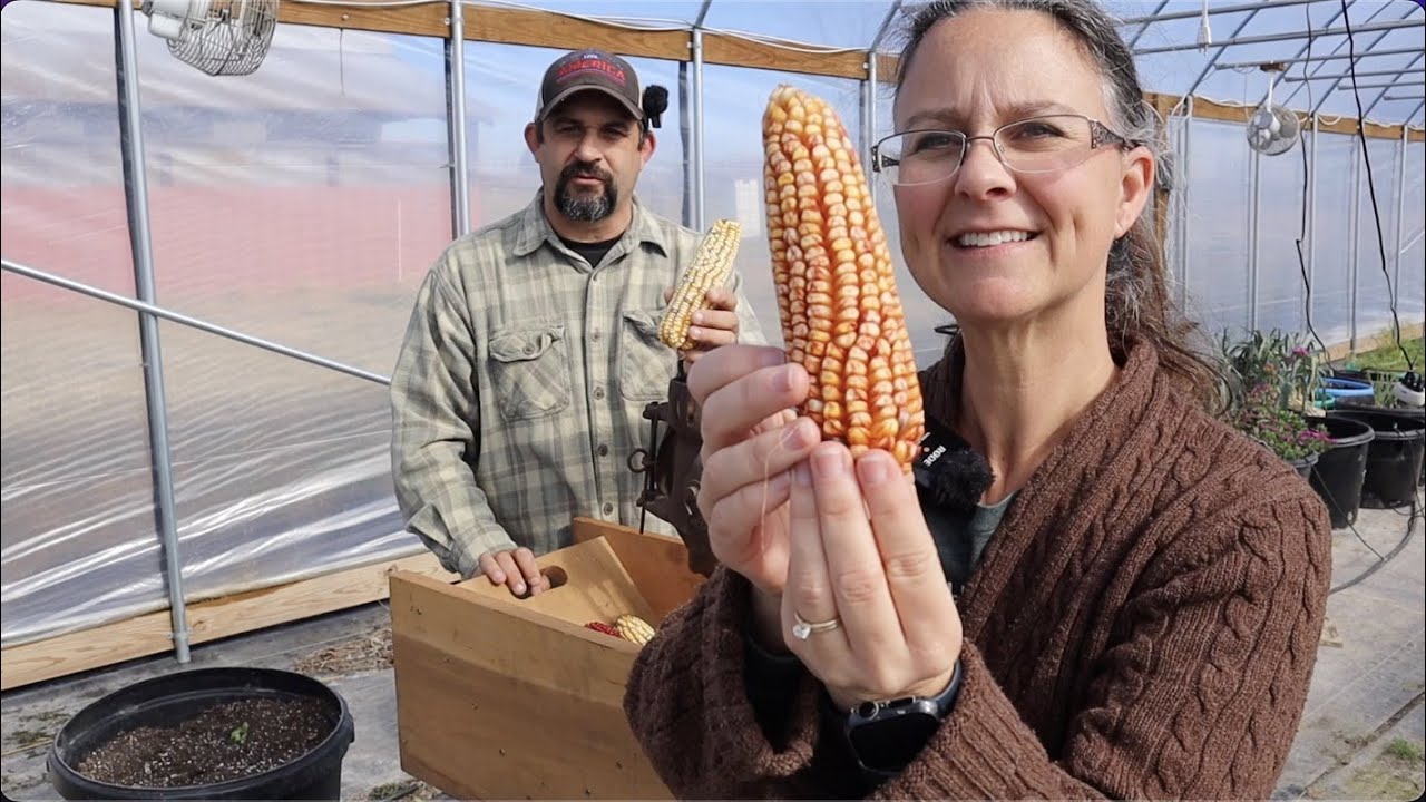 We are SO HAPPY we didn't grow sweet corn!