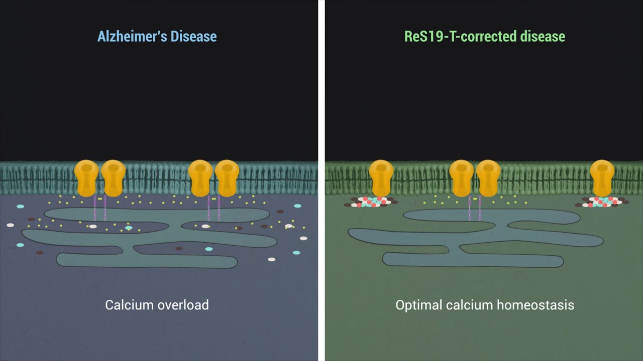 Pharmacological modulation of septins restores calcium homeostasis in models of Alzheimer’s disease