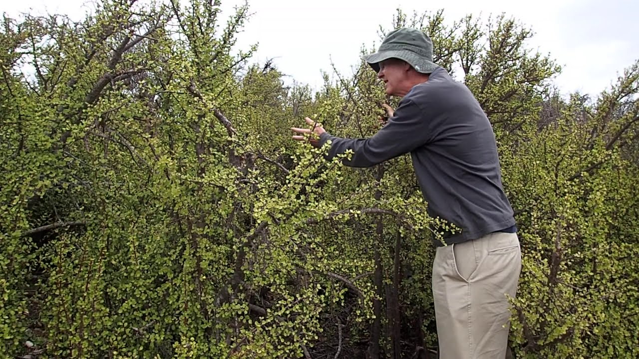Spekboom restoration notes: Dense natural Thicket stand discussion with Anthony Mills