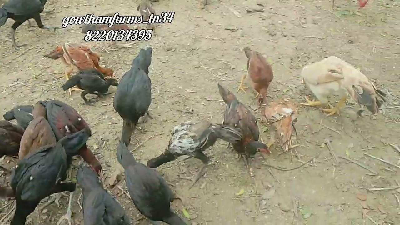 Peruvedai @gowthamfarms_tn34  # 8220134395