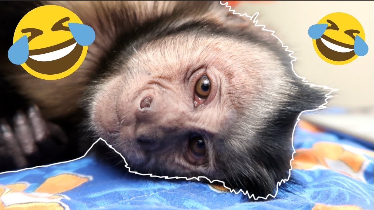 Monkey Reacts to Silly Monkey Jokes! (TRY NOT TO LAUGH)