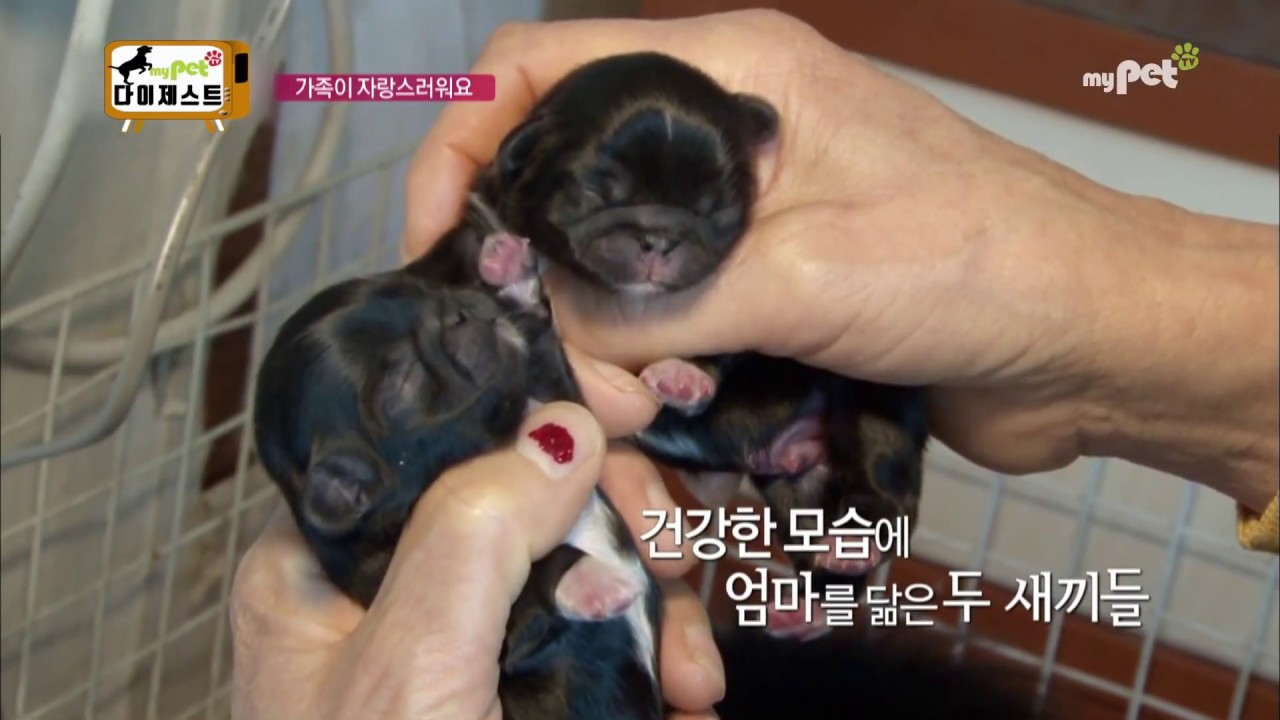진주의 모성애_조산으로 새끼 출산