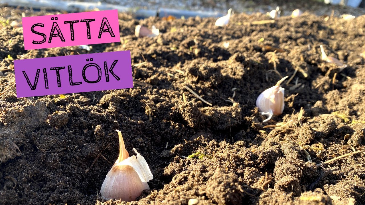 Sätta VITLÖK - Vad du ska tänka på när du sätter vitlök och hur du kan skörda tidig blast i kruka.