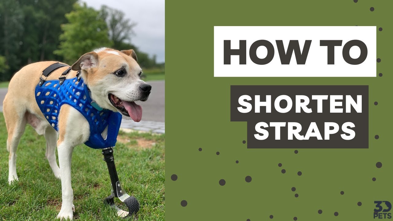 3DPets- How to Shorten Straps