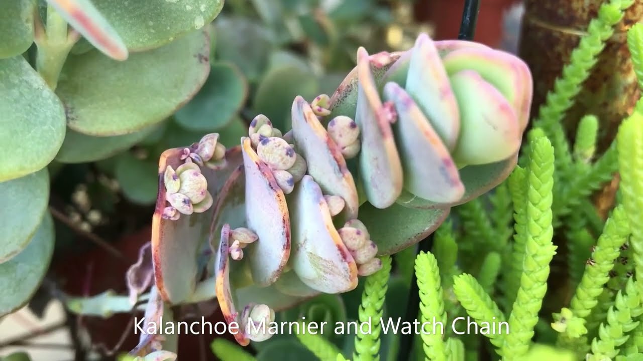 Succulents of The Day | Leaf and Designs | Peperomias, Echeverias & Succulents | Succulentas Y Mas