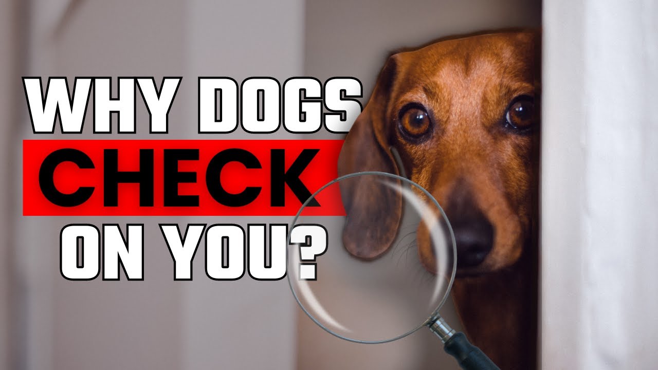 Why Does Your Dog Keep Checking On You? 10 Amazing Reasons
