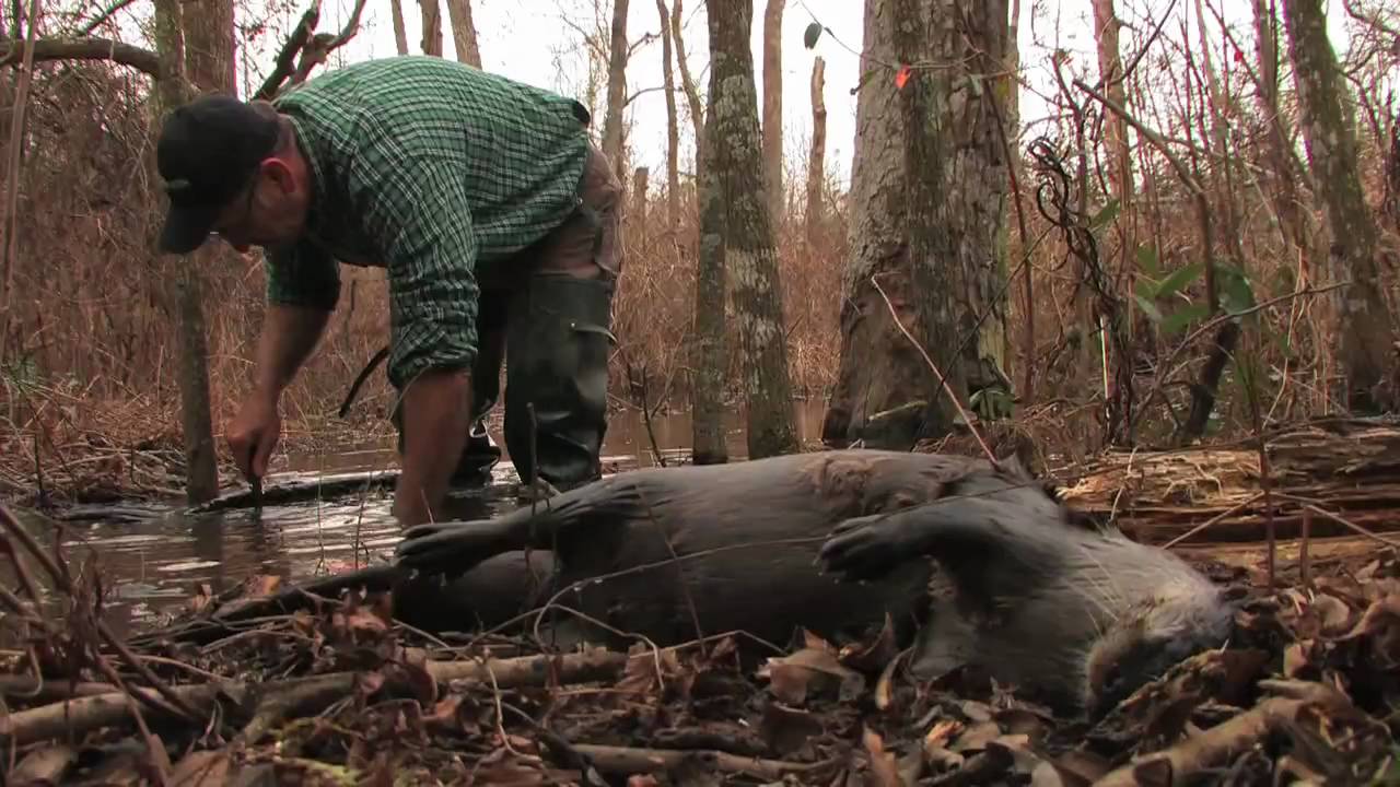 BEAVER TRAPPING; Catching The Numbers- Trappintales.com