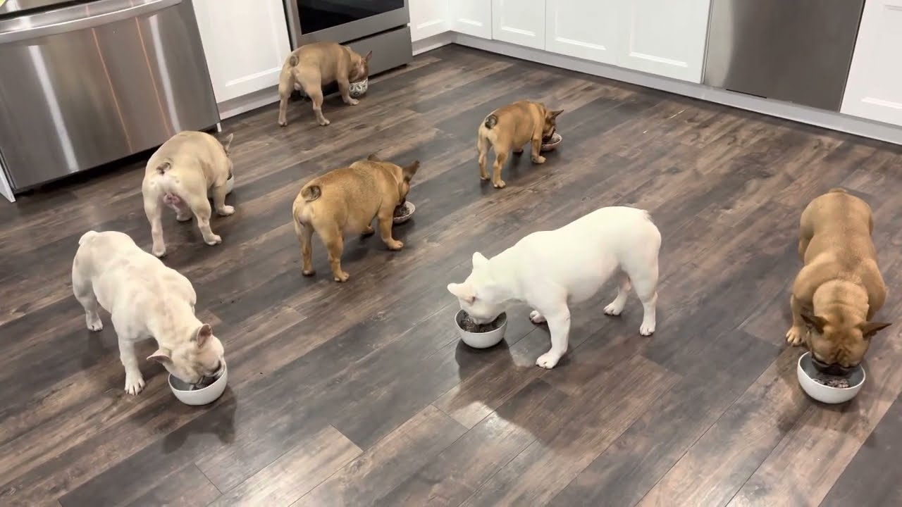 Raw Dog Food | NW Frenchies