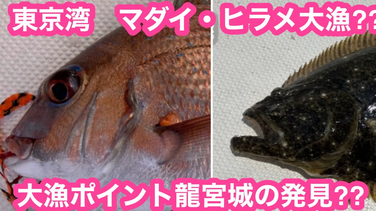 東京湾　プレジャーボート　タイラバ・ヒラメ釣り　高級魚が龍宮城ポイントで舞い踊りで大漁か⁉️ヤマハ　Fast23